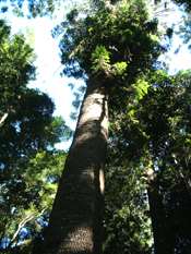 Bunya Mountains forests
